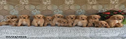 Golden Retriever dogs for sale: Gilbert - Ad 3