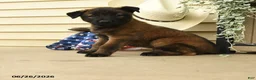 Belgian Malinois dogs for sale: Cash - Ad 2