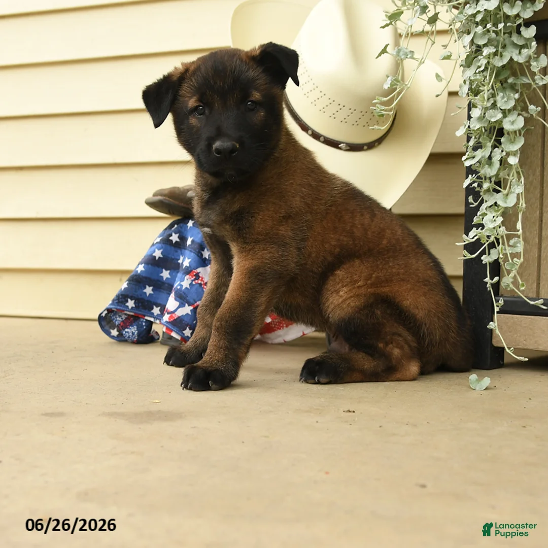 Belgian Malinois dogs for sale: Cash - Ad 2