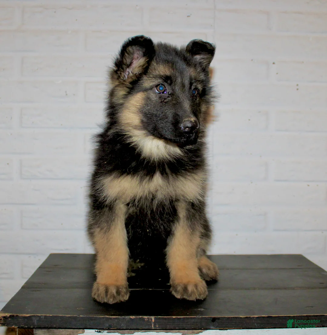 German Shepherd dogs for sale: Dory - Ad 1