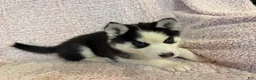 Siberian Husky dogs for sale: Princess Nox - Ad 12
