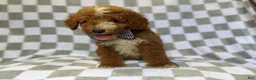 Mini Goldendoodle dogs for sale: Cosmo - Ad 6