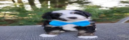 Bernedoodle dogs for sale: Roger - Ad 1