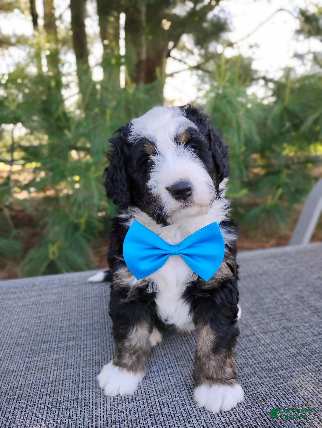 Bernedoodle dogs for sale: Roger - Ad 1