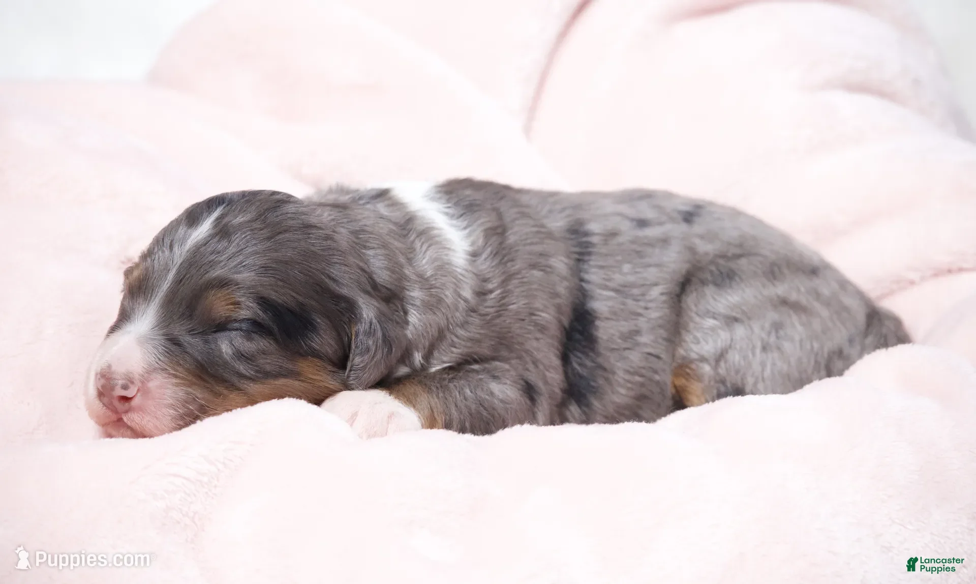 Mini Bernedoodle dogs for sale: Jaxie  - Ad 2