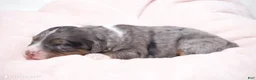 Mini Bernedoodle dogs for sale: Jaxie  - Ad 2