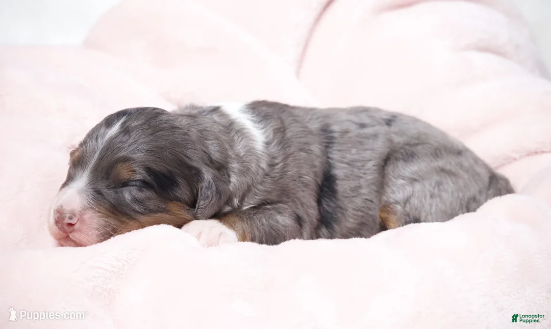 Mini Bernedoodle dogs for sale: Jaxie  - Ad 2