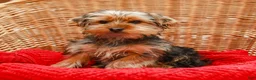 Yorkshire Terrier dogs for sale: Mittens - Ad 4