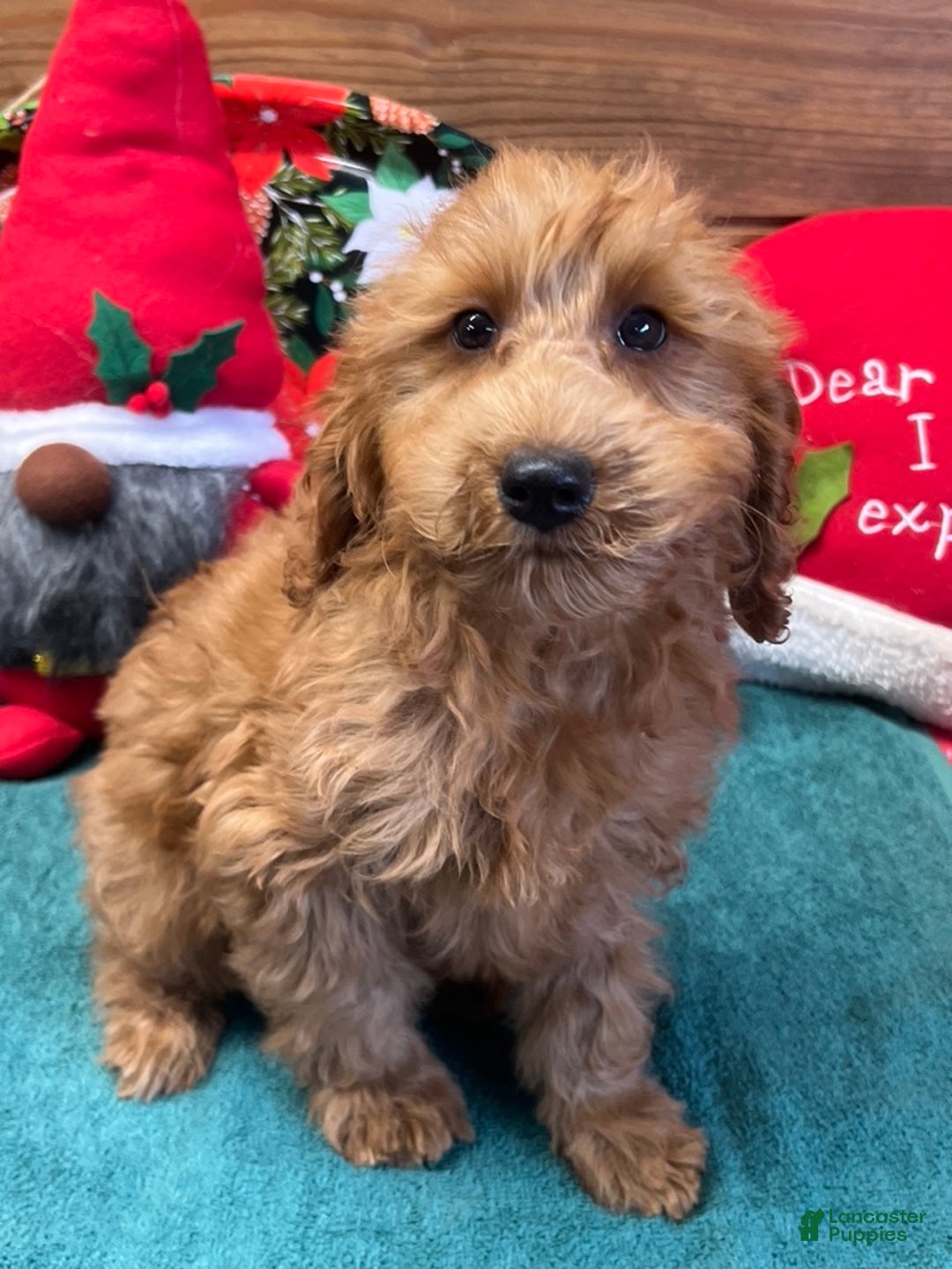 Mini Goldendoodle dogs for sale: Pumpkin - Ad 3