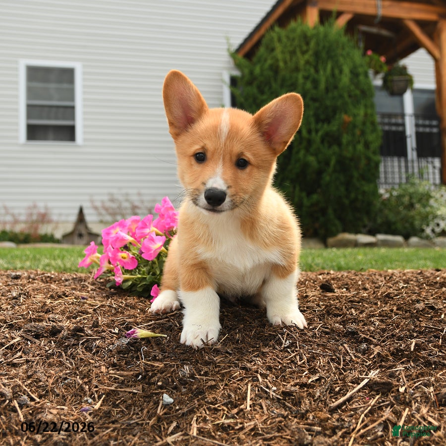 Welsh Corgi Pembroke dogs Patrick - Ad 1