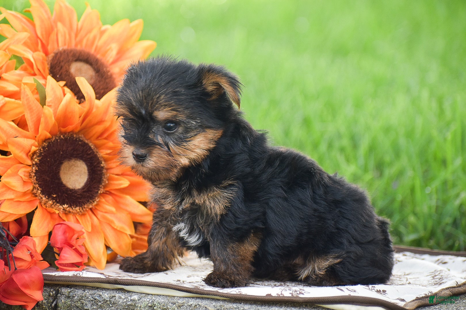 Yorkshire Terrier dogs Sparkie - Ad 2