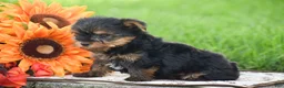 Yorkshire Terrier dogs for sale: Sparkie - Ad 2