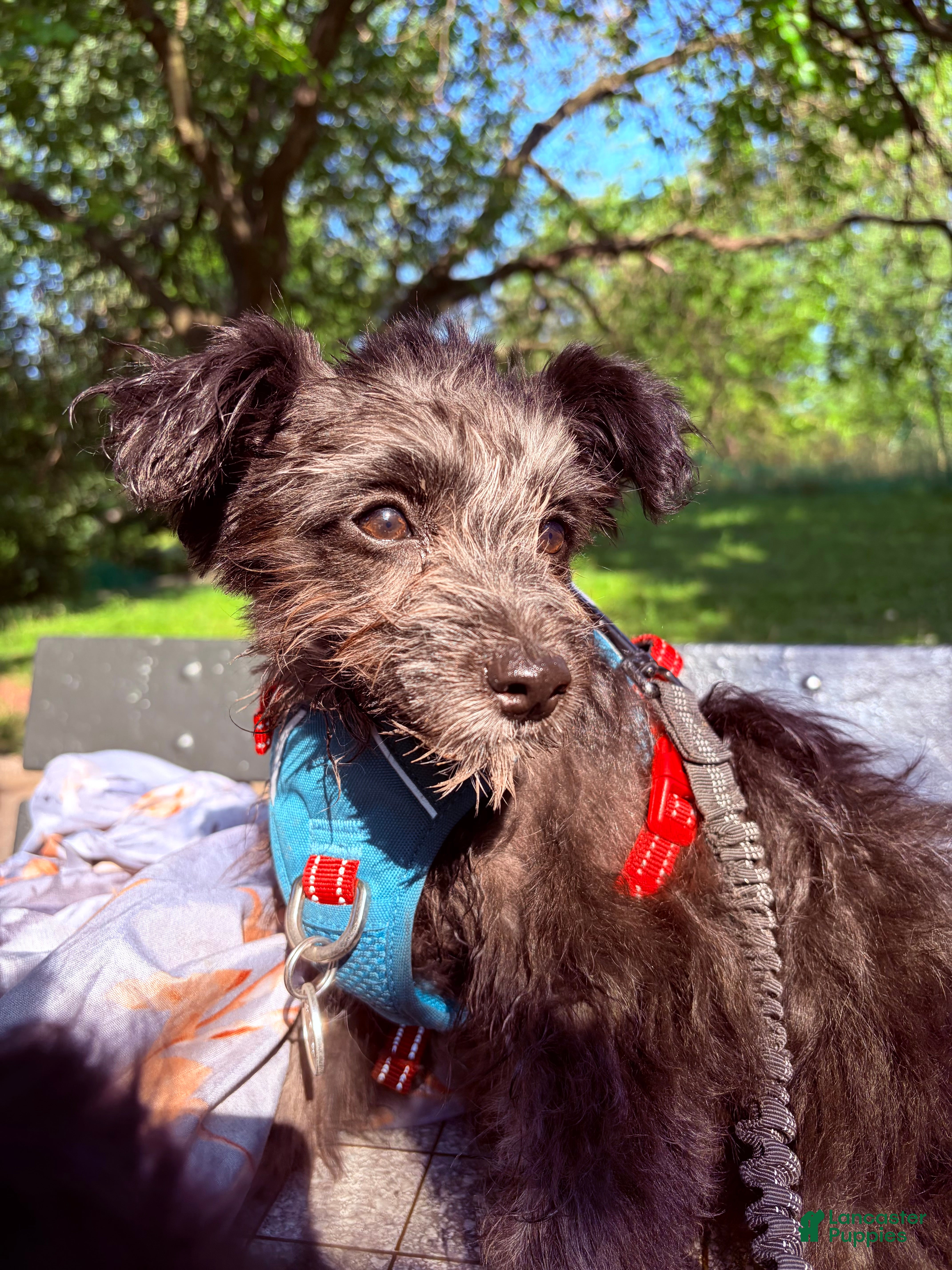 Pomapoo dogs Shadow - Ad 12