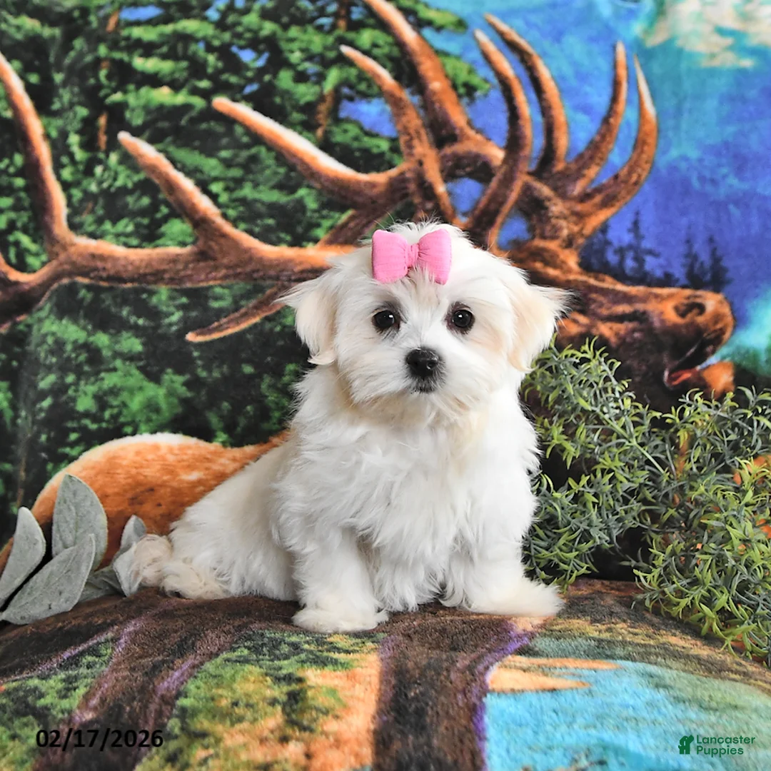 Maltese dogs for sale: Addison - Ad 5
