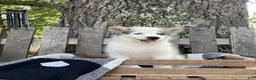 Mixed Breed dogs for sale: Layla - Ad 4