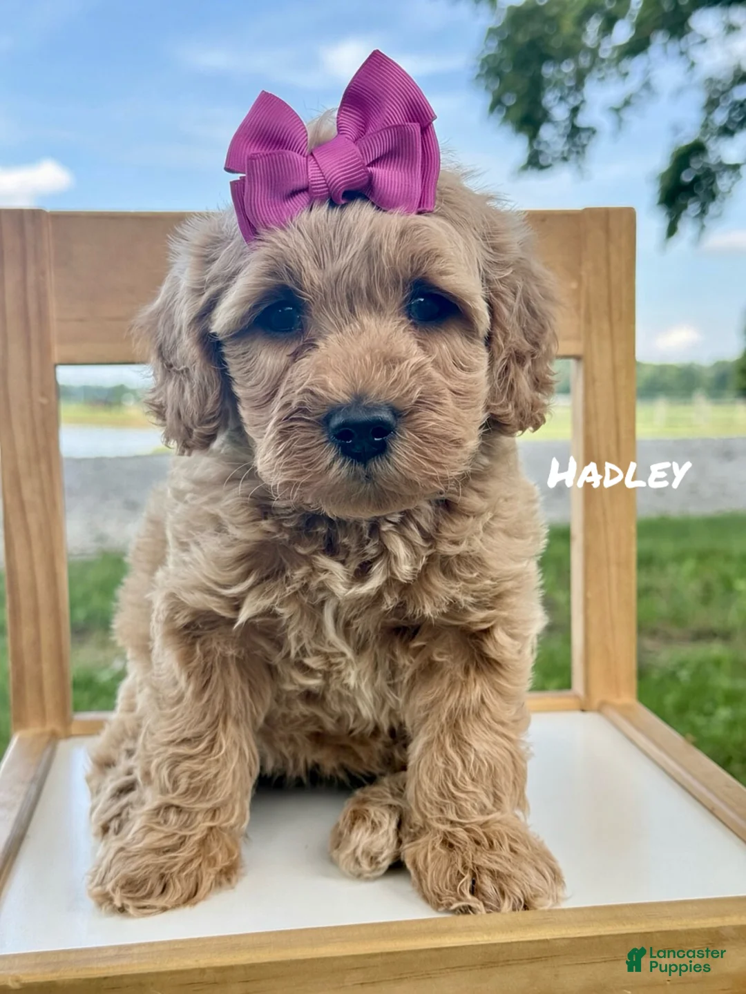Mini Goldendoodle dogs for sale: Hadley - Mini Goldendoodle 4 - Ad 1