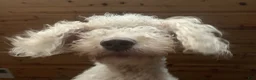 Double Doodle dogs for sale: River - F2 Double Doodle - Ad 34