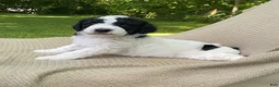 Mixed Breed dogs for sale: Panini - Ad 12