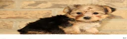 Yorkshire Terrier dogs for sale: Ginger - Ad 9