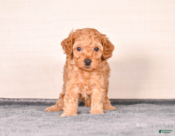 Cavapoo dogs Sam - Ad 16