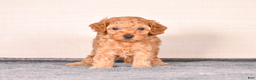 Cavapoo dogs for sale: Sam - Ad 1