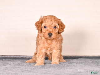Cavapoo dogs Sam - Ad 16