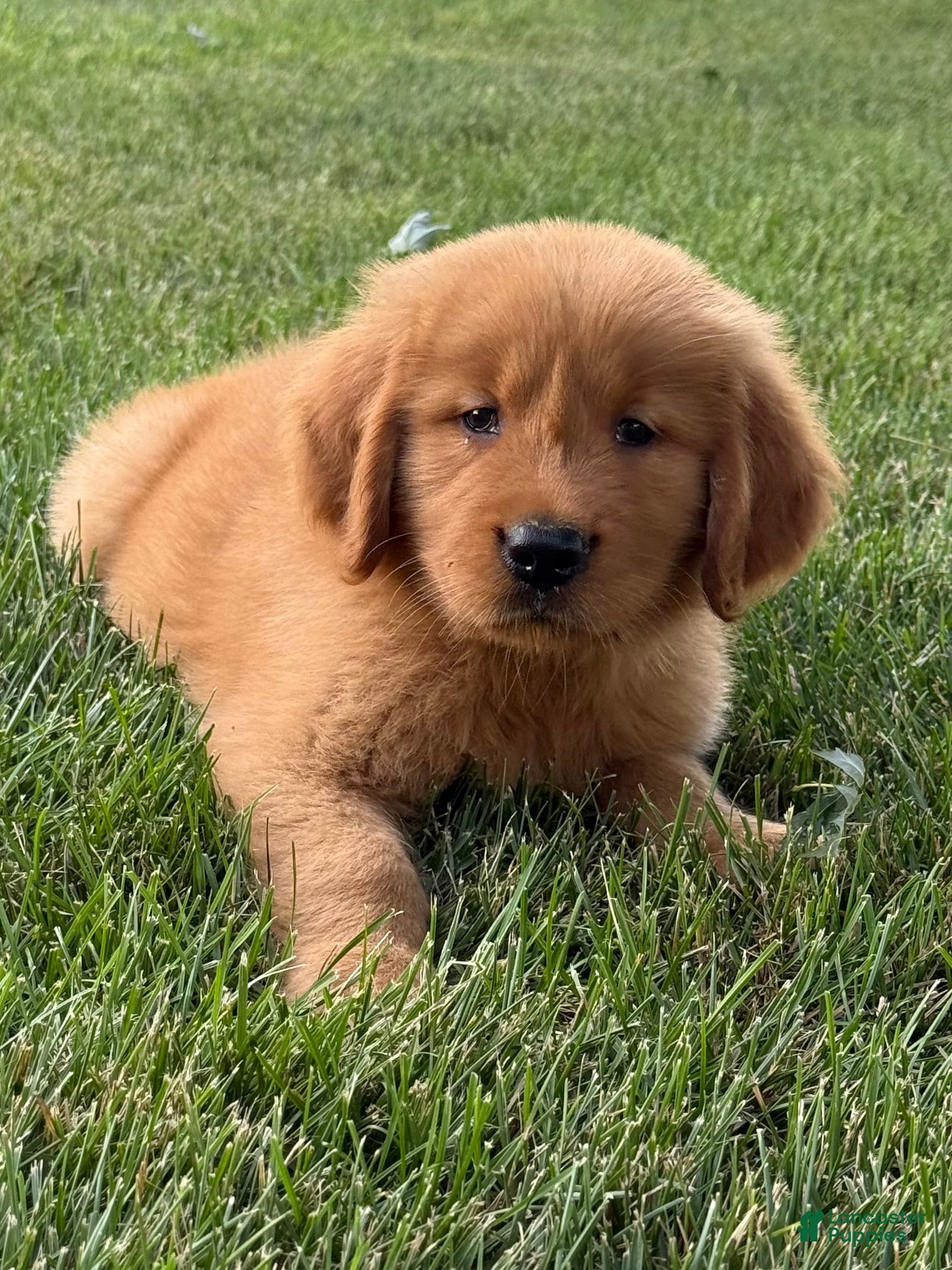 Golden Retriever dogs Max - Ad 1