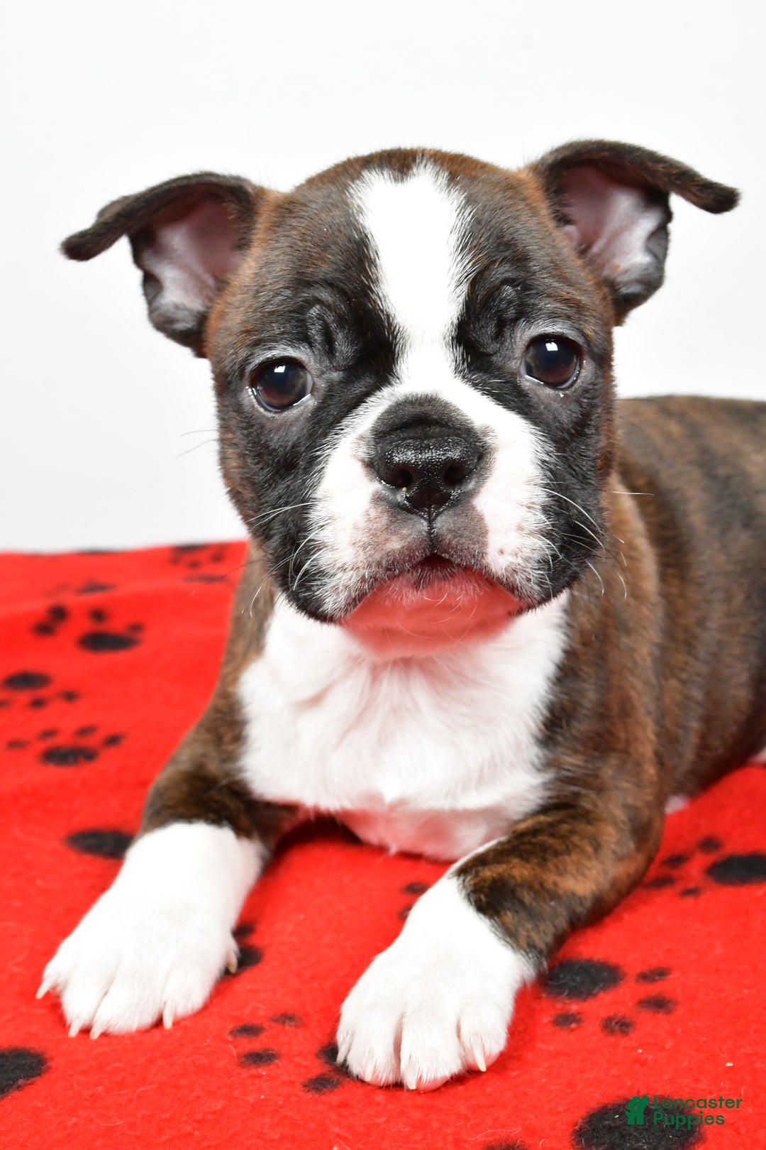 Boston Terrier dogs for sale: Rover - Ad 9