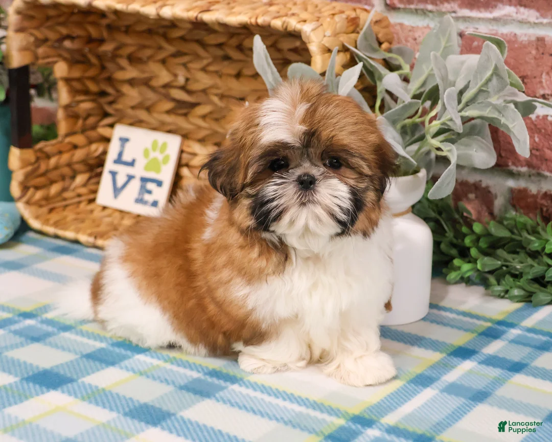 Shih Tzu dogs for sale: Theon  - Ad 2
