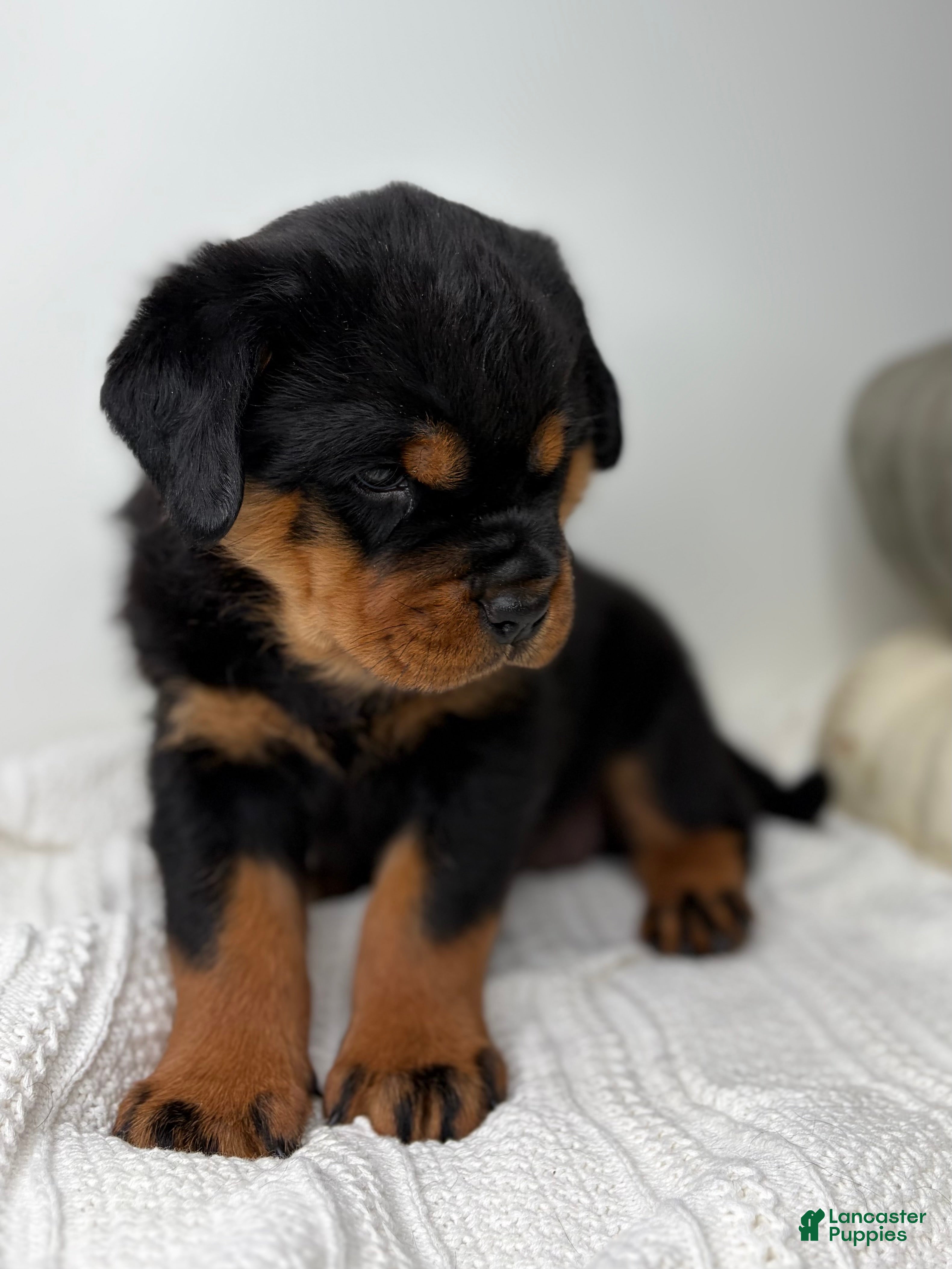 Rottweiler dogs for sale: Adell - Ad 2