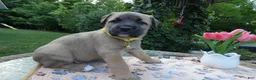 Cane Corso dogs for sale: Cane Corso Puppy 5 Macy - Ad 2