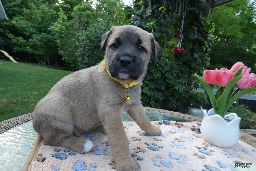 Cane Corso dogs for sale: Cane Corso Puppy 5 Macy - Ad 2