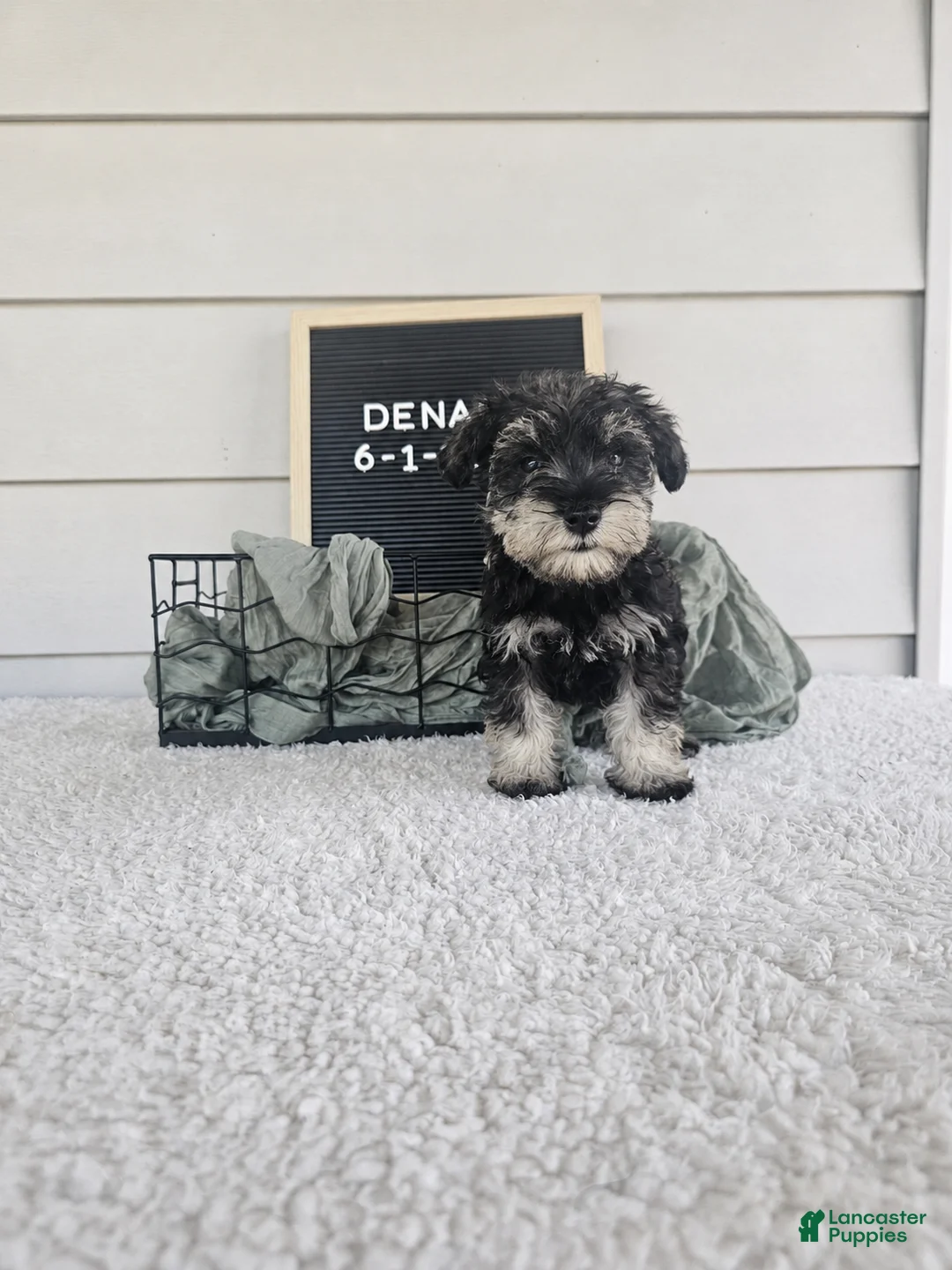 Miniature Schnauzer dogs for sale: Dena - Ad 11