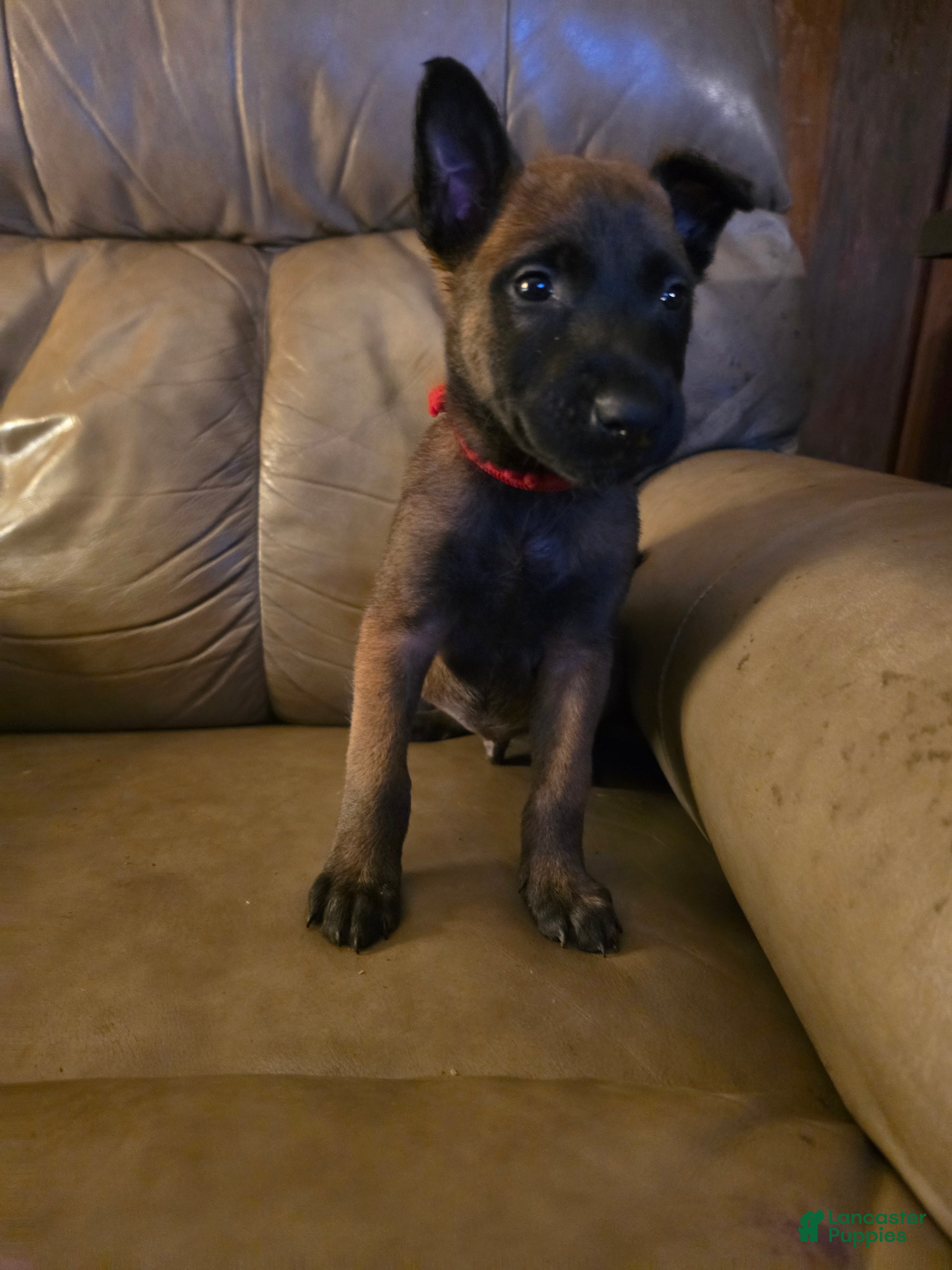 Belgian Malinois dogs Belgian Malinois 2 (red) - Ad 4