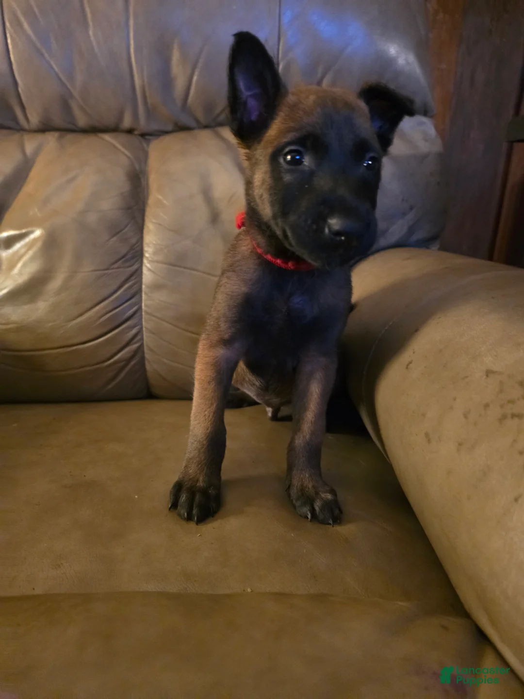 Belgian Malinois dogs for sale: Belgian Malinois 2 (red) - Ad 1