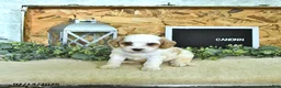 Cavapoo dogs for sale: Canonn - Ad 3