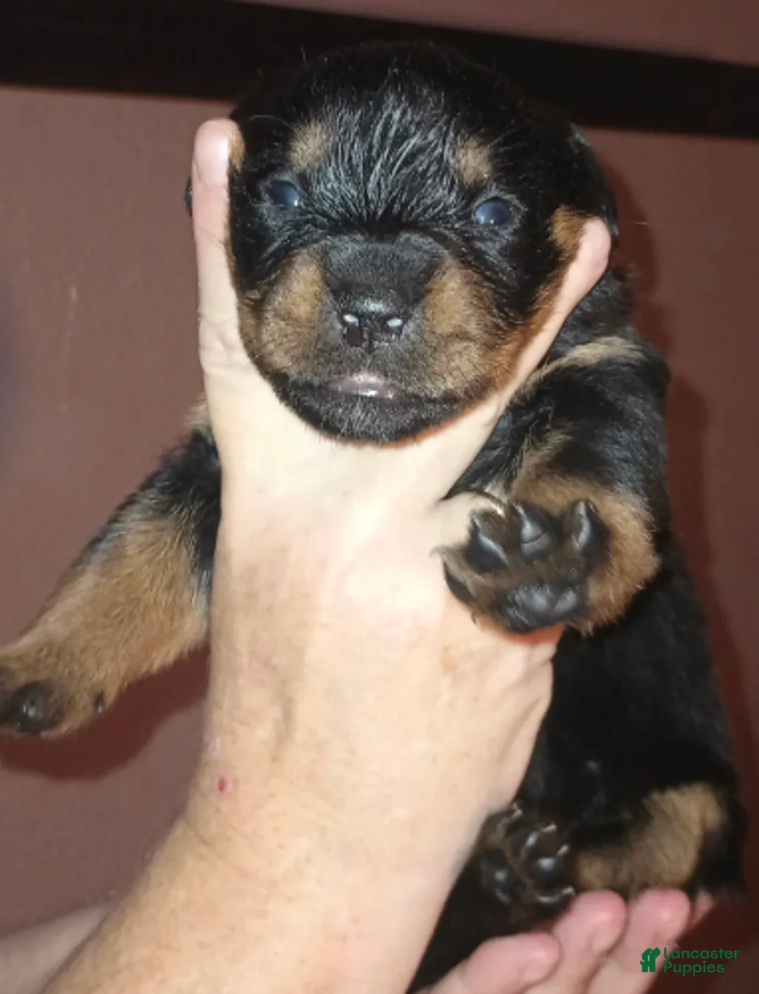 Rottweiler dogs for sale: Championship bloodline Girl 2 - Ad 1