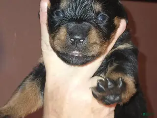 Rottweiler dogs Championship bloodline Girl 2 - Ad 4