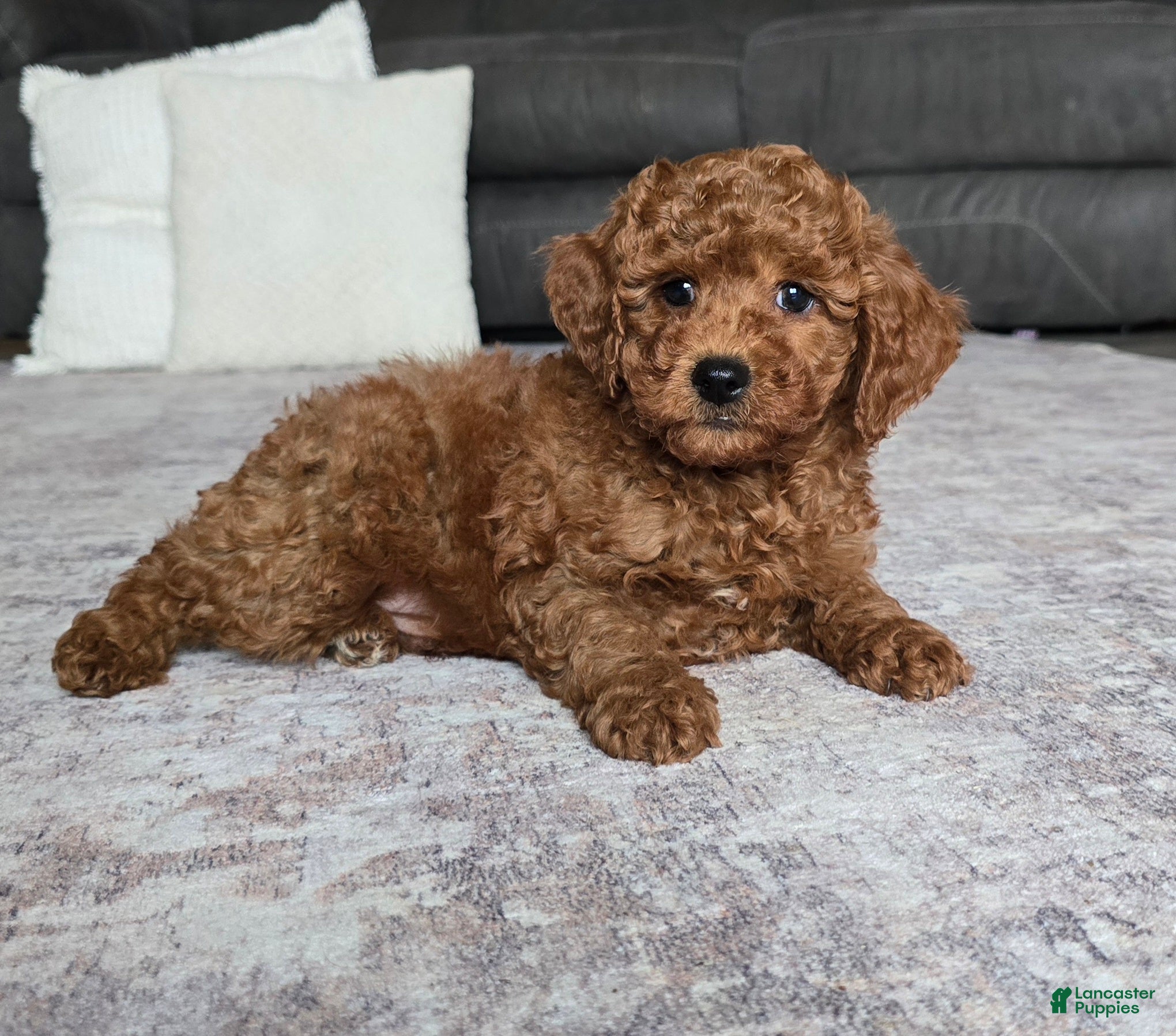 Miniature Poodle dogs for sale: Chase - Ad 1