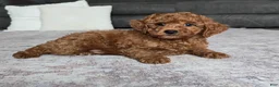 Miniature Poodle dogs for sale: Chase - Ad 1