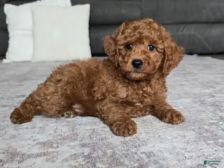 Miniature Poodle dogs for sale: Chase - Ad 1