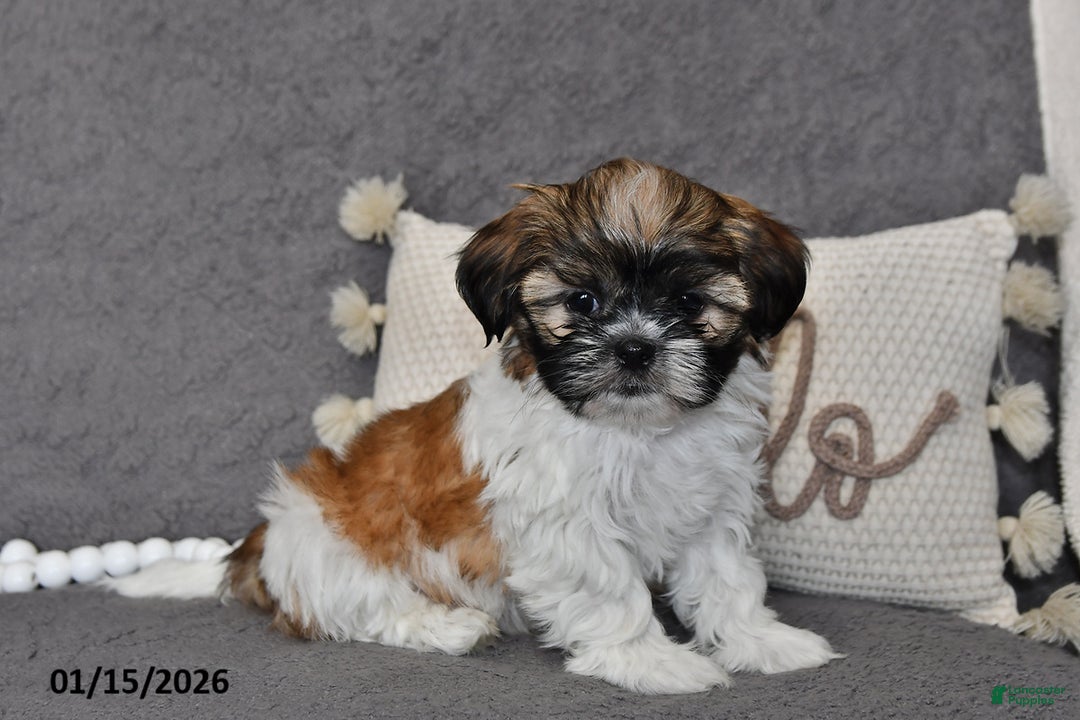 Shih Tzu dogs for sale: Connor - Ad 3