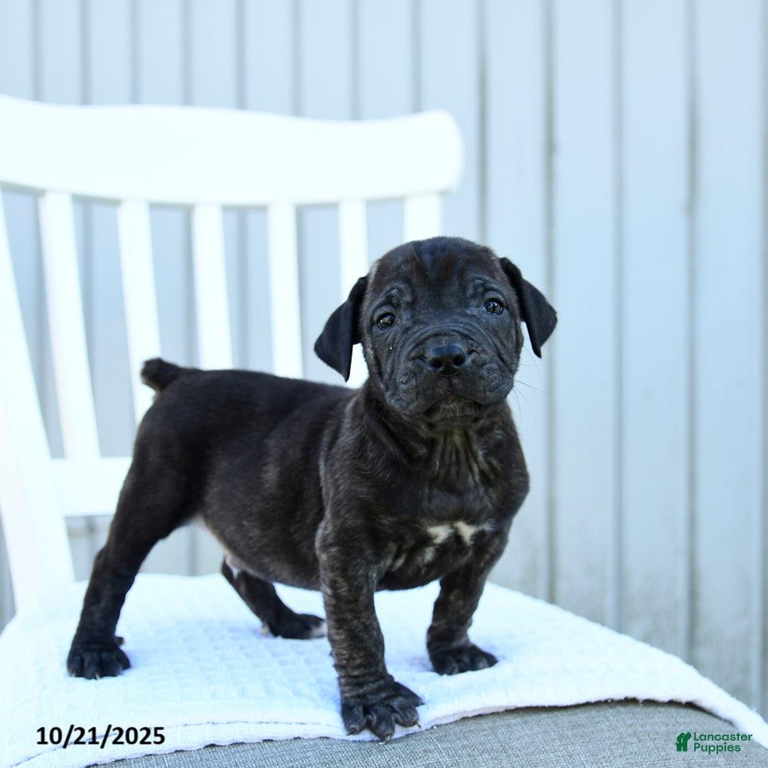 Mixed Breed dogs for sale: Asher - Ad 3