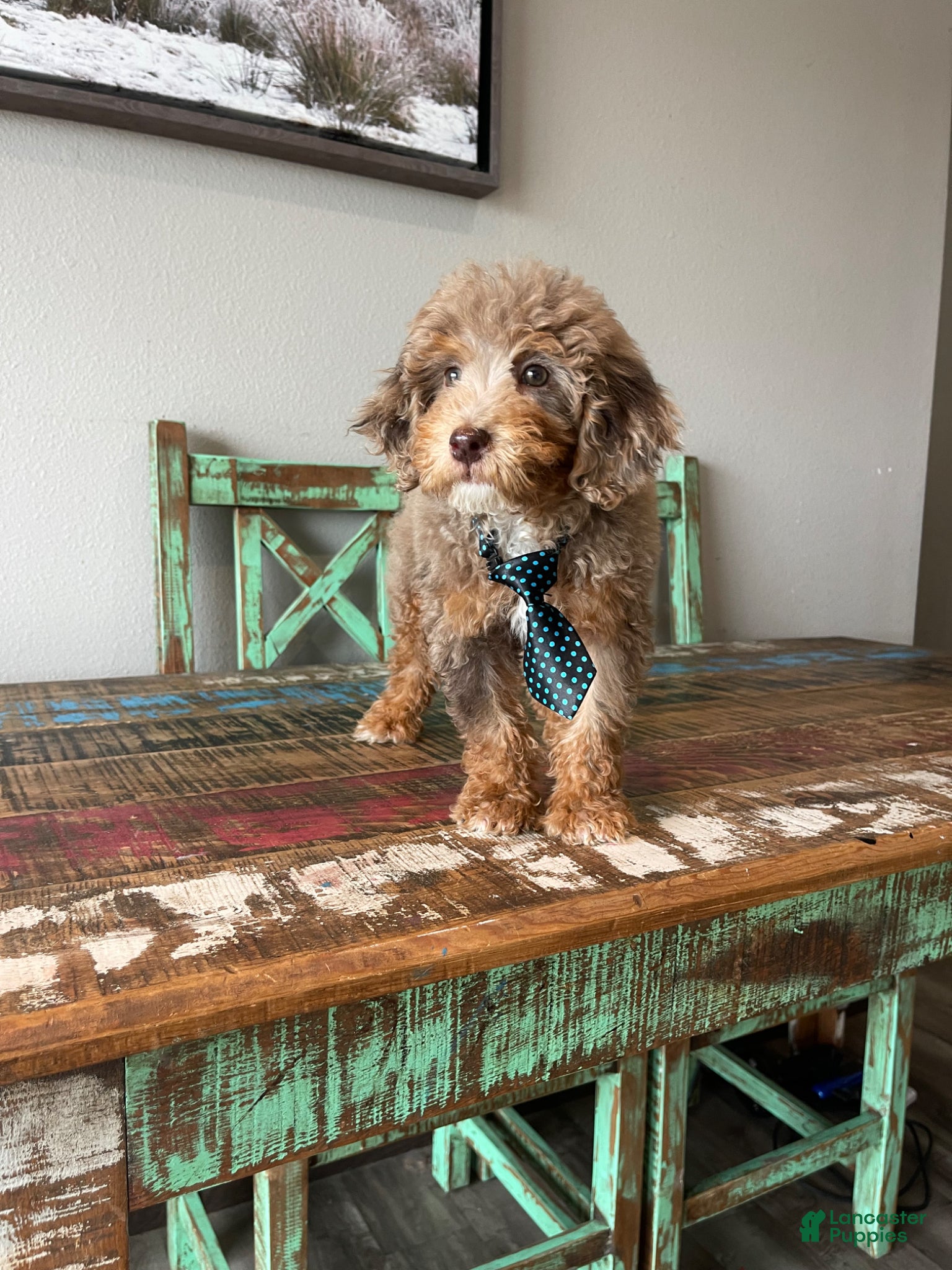 Miniature Poodle dogs REDUCED 2500 Full Akc Clear Chocolate Merle Phantom  - Ad 2