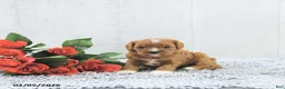 Cavapoo dogs for sale: Megan - Ad 5