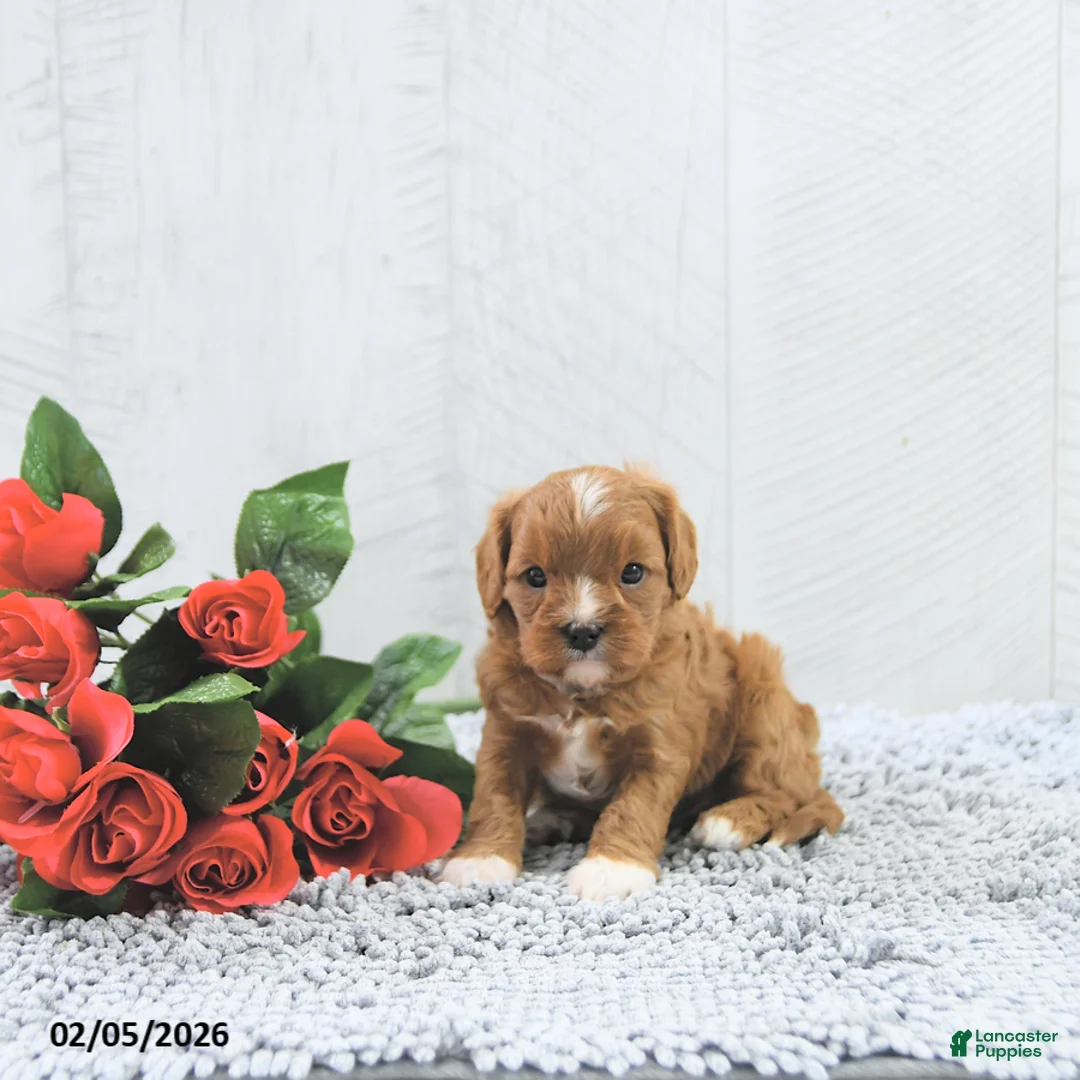 Cavapoo dogs for sale: Megan - Ad 5
