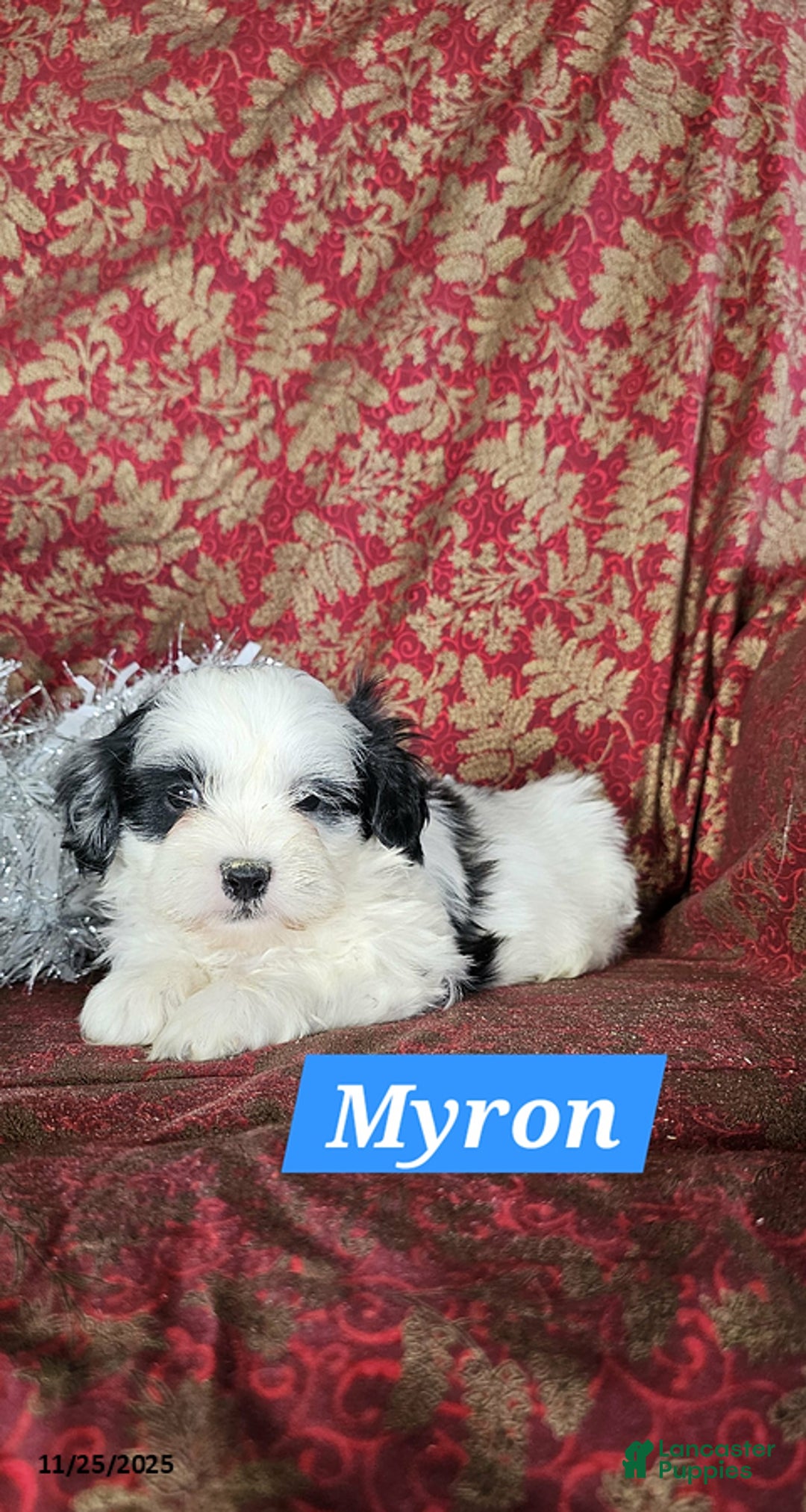 Shih Tzu dogs for sale: Myron - Ad 3