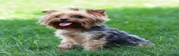 Yorkshire Terrier dogs for sale: Willy Yorkshire Terrier Puppy  - Ad 18