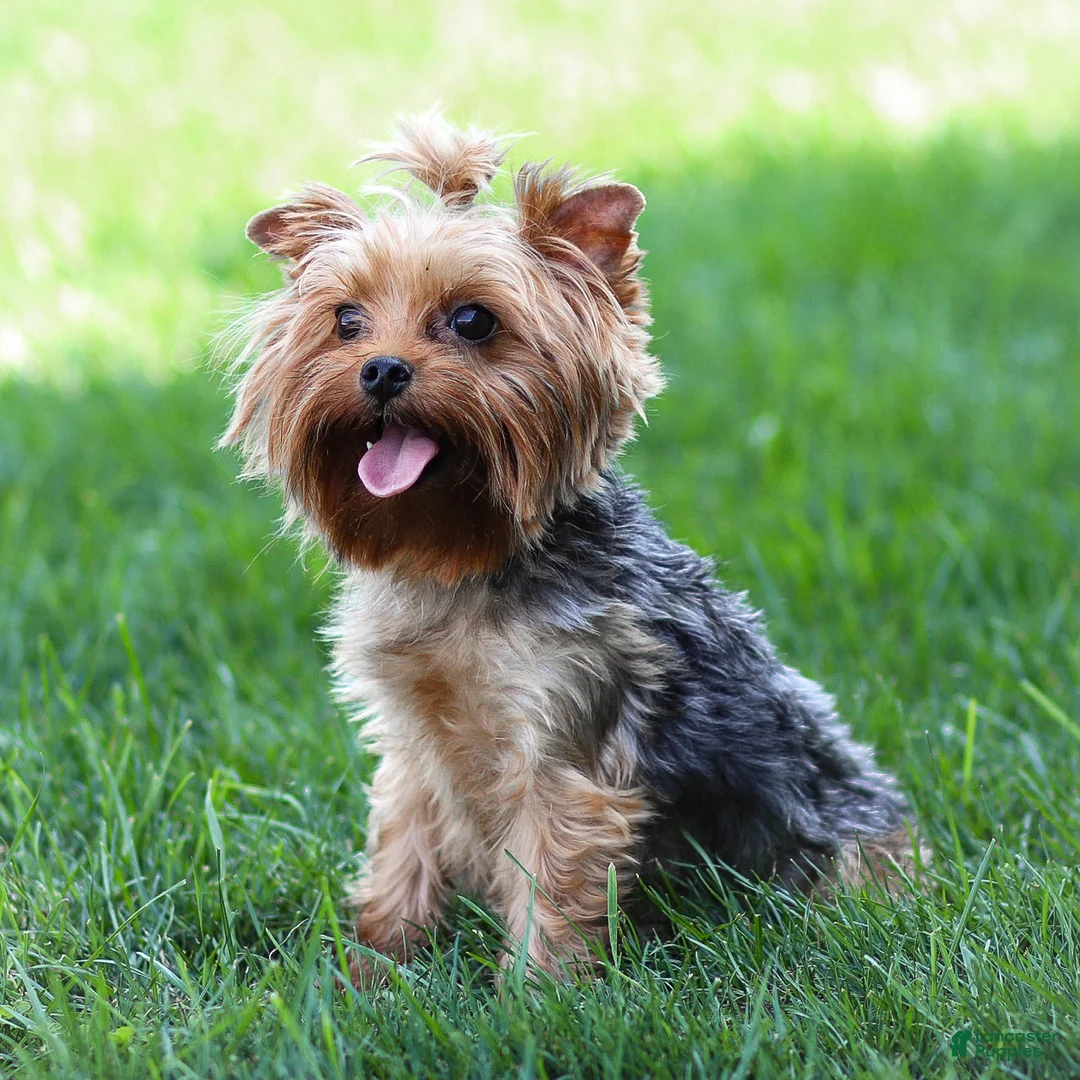 Yorkshire Terrier dogs for sale: Willy Yorkshire Terrier Puppy  - Ad 18