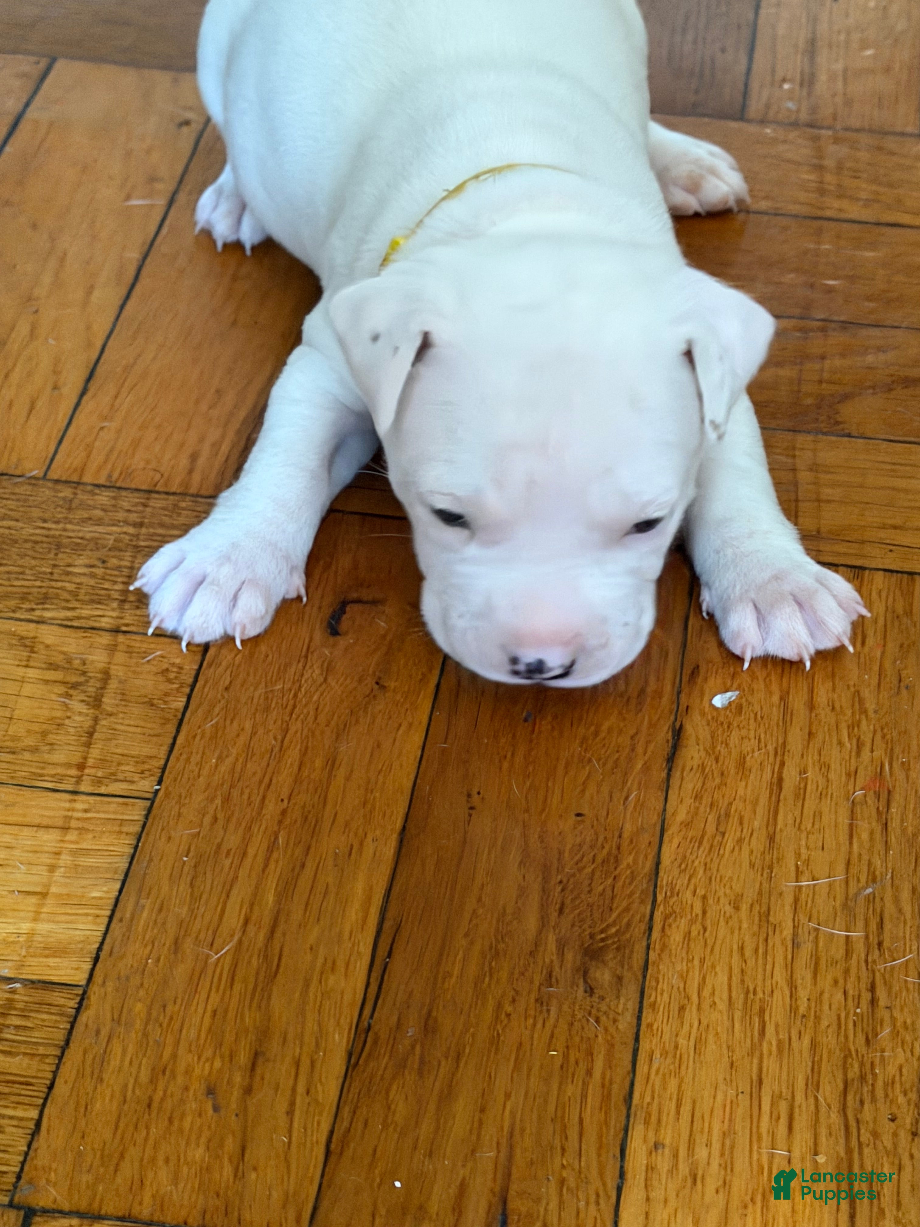 Mixed Breed dogs HONEY - Ad 22